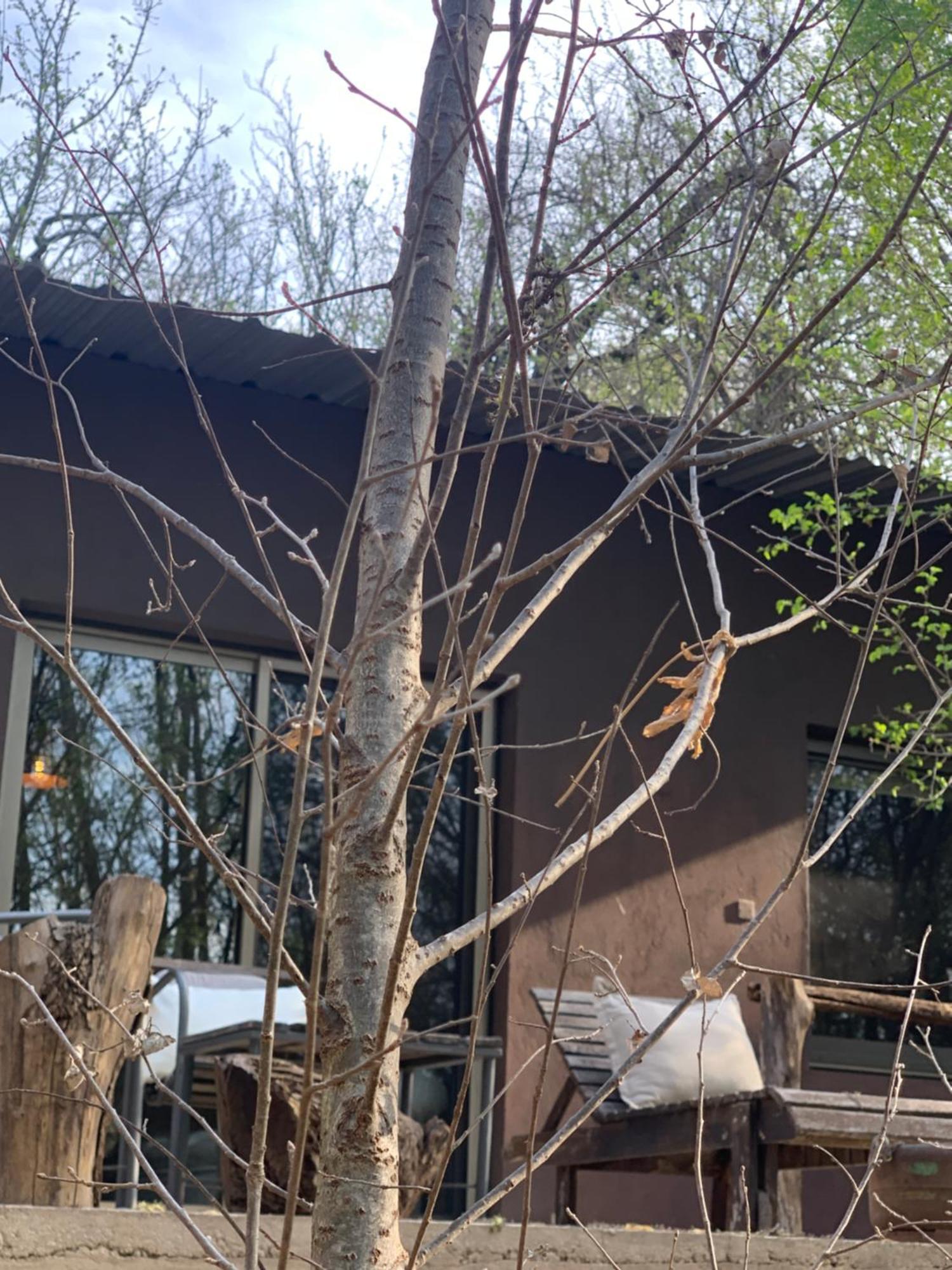 Chalet Del Bosque